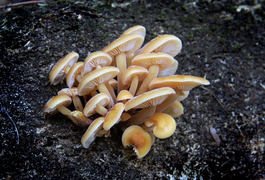Des champignons sauvages sur un tronc moussu, dans le sous-bois